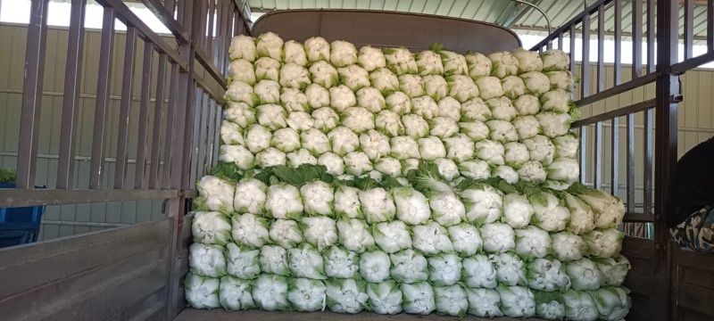 圆包菜无虫眼无黄叶，商超品质，一手货源