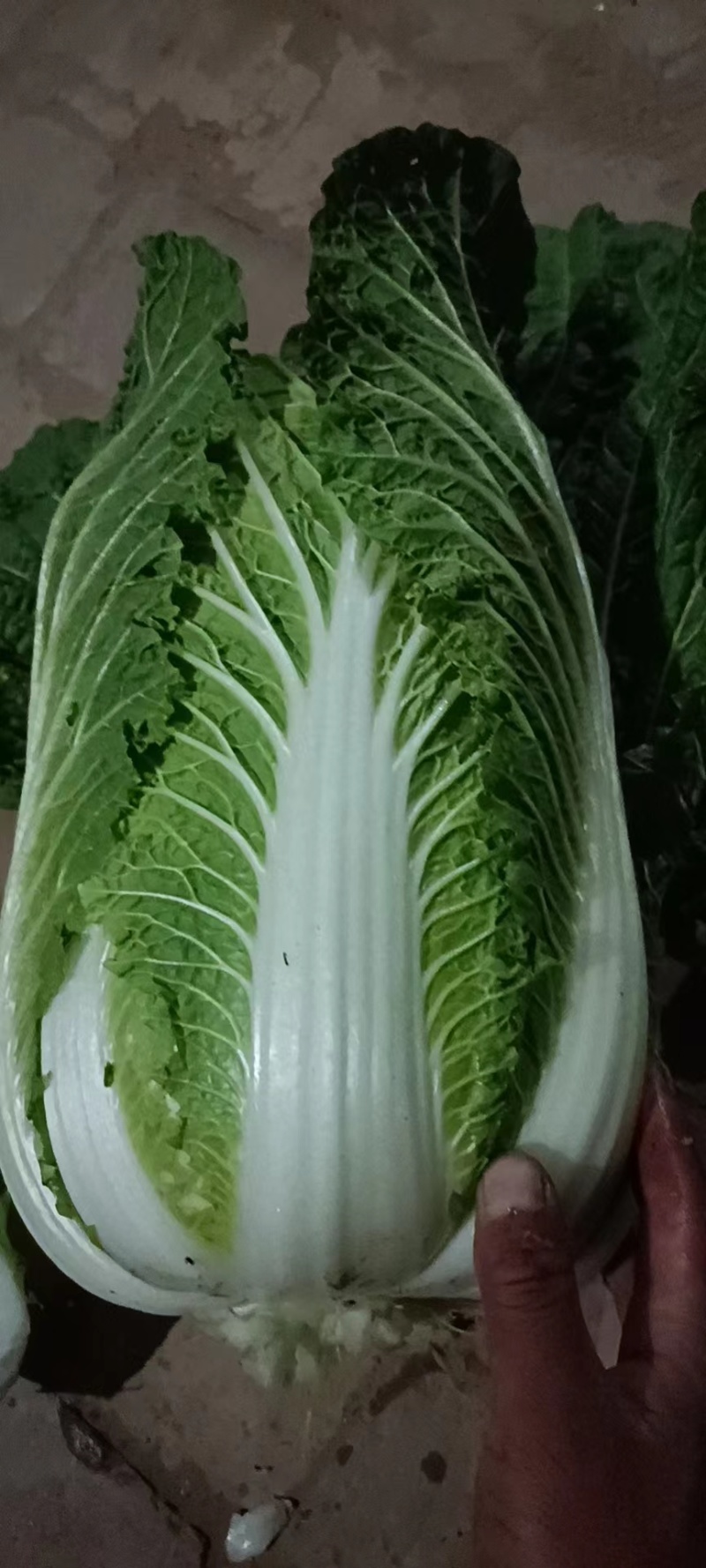 圆包菜无虫眼无黄叶，商超品质，一手货源