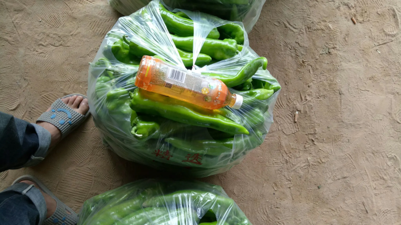 牛角椒露天货刚上市，货源充足，品质保证