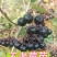 【苗场直发】精品不老莓苗全国批发五年生大苗当年栽苗当年挂果