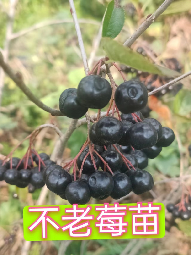 【苗场直发】精品不老莓苗全国批发五年生大苗当年栽苗当年挂果