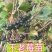 【苗场直发】精品不老莓苗全国批发五年生大苗当年栽苗当年挂果