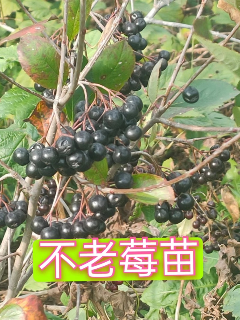 【苗场直发】精品不老莓苗全国批发五年生大苗当年栽苗当年挂果