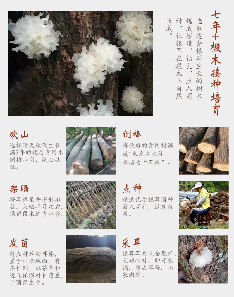 椴木银耳杜鹃厂家批发福建古田特级去根椴木小银耳无硫雪耳