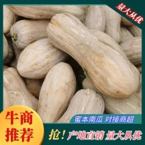 汉寿精品盘龙南瓜销全国各地，质量好价格美丽需要早下单