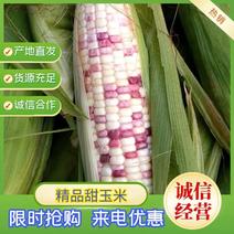 产地长期直供花糯玉米，太阳花系列甜玉米。大量上市中