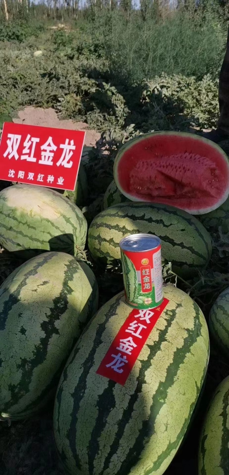 西瓜，山西双红金五西瓜、金城五西瓜等等，产地直供货源充足