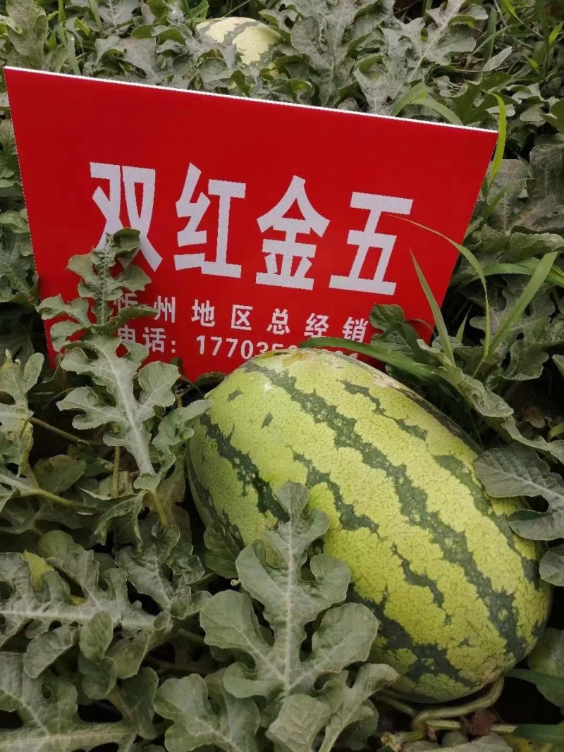 西瓜，山西双红金五西瓜、金城五西瓜等等，产地直供货源充足