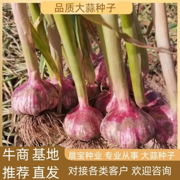 蒜乡红大蒜种子，祘迪基地原种，免费技术指导包回收