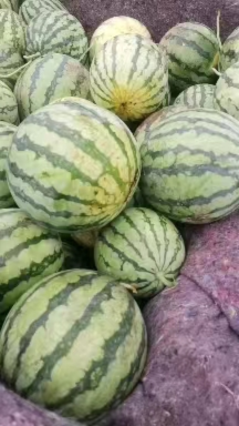 西瓜，美都西瓜，甜度高，口感好，欢迎老板选购
