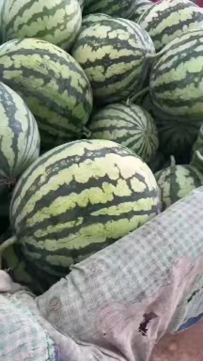 西瓜，美都西瓜，甜度高，口感好，欢迎老板选购