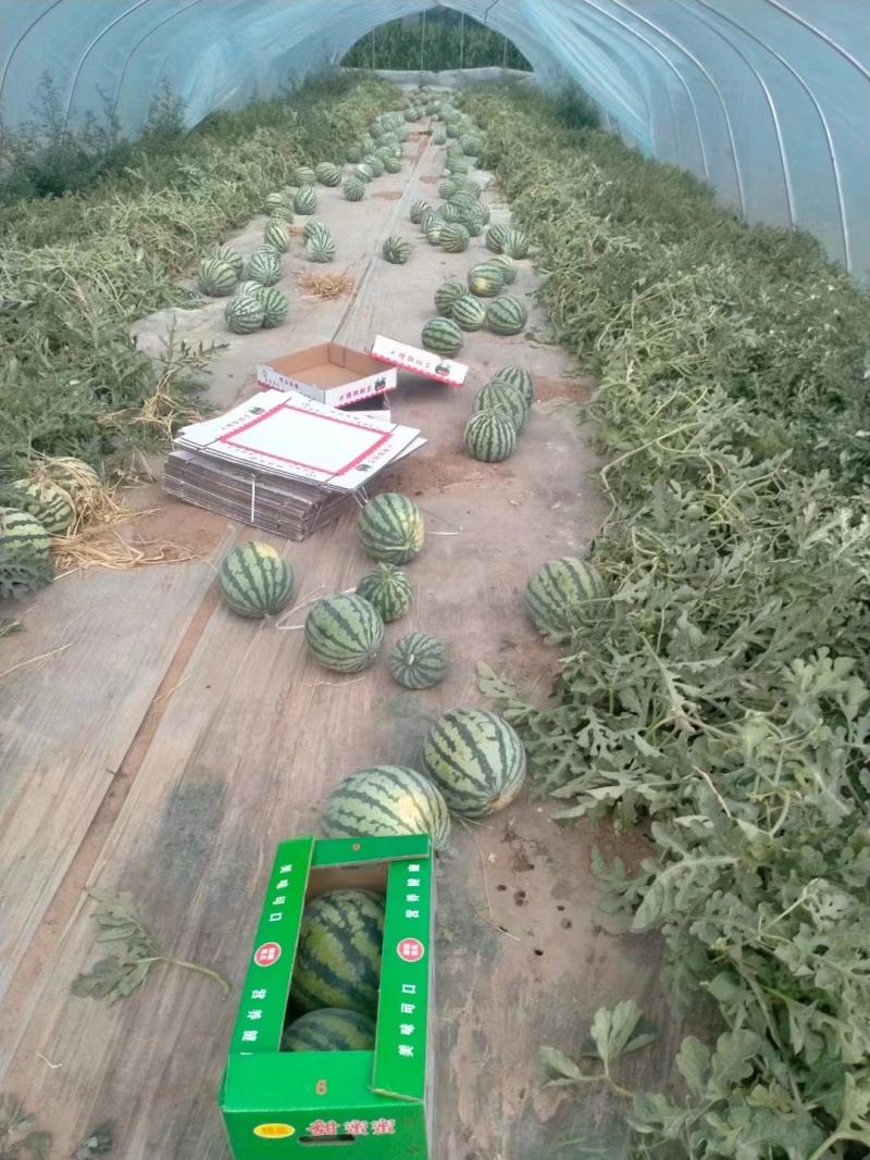 西瓜，美都西瓜，甜度高，口感好，欢迎老板选购