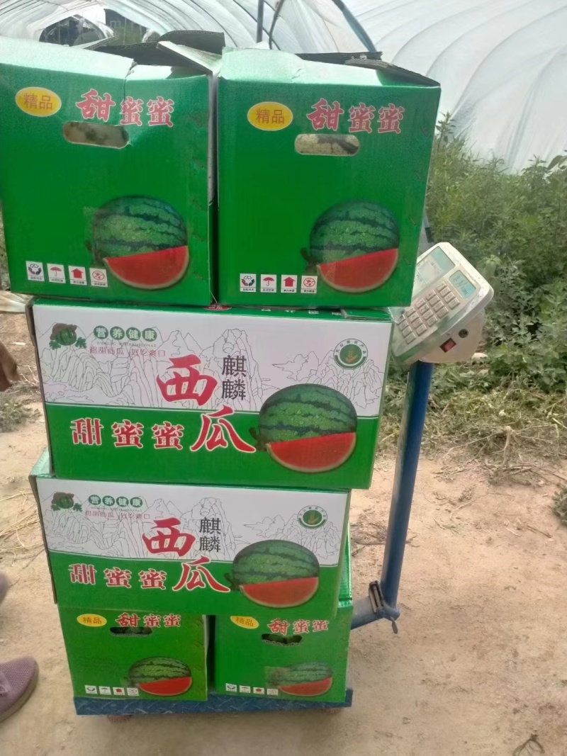 西瓜，美都西瓜，甜度高，口感好，欢迎老板选购