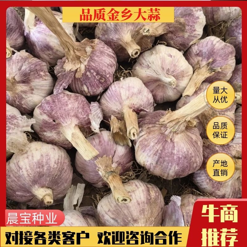 大蒜，金乡大蒜，专业代购代销加工，欢迎大家选择