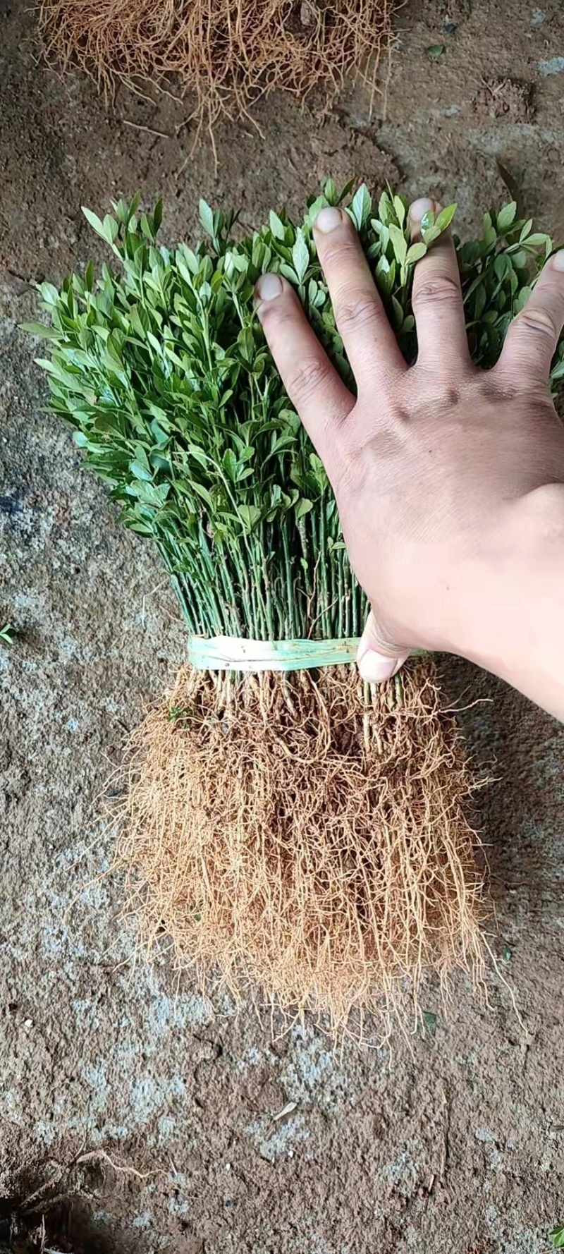 【精选】积壳苗，枳壳苗，积壳小苗，产地保成活后期指导