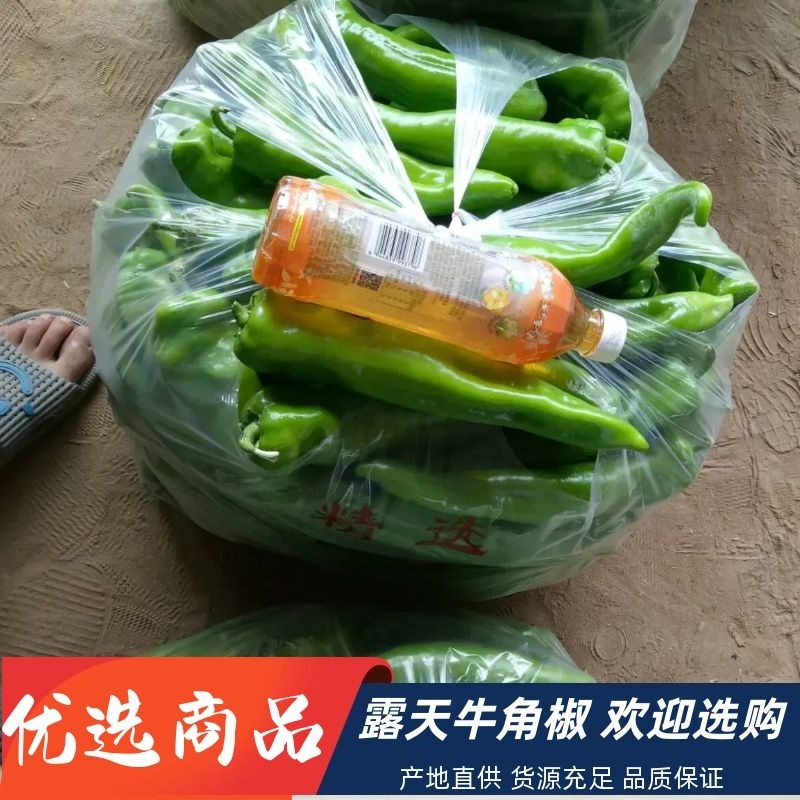 牛角椒露天货刚上市，货源充足，品质保证