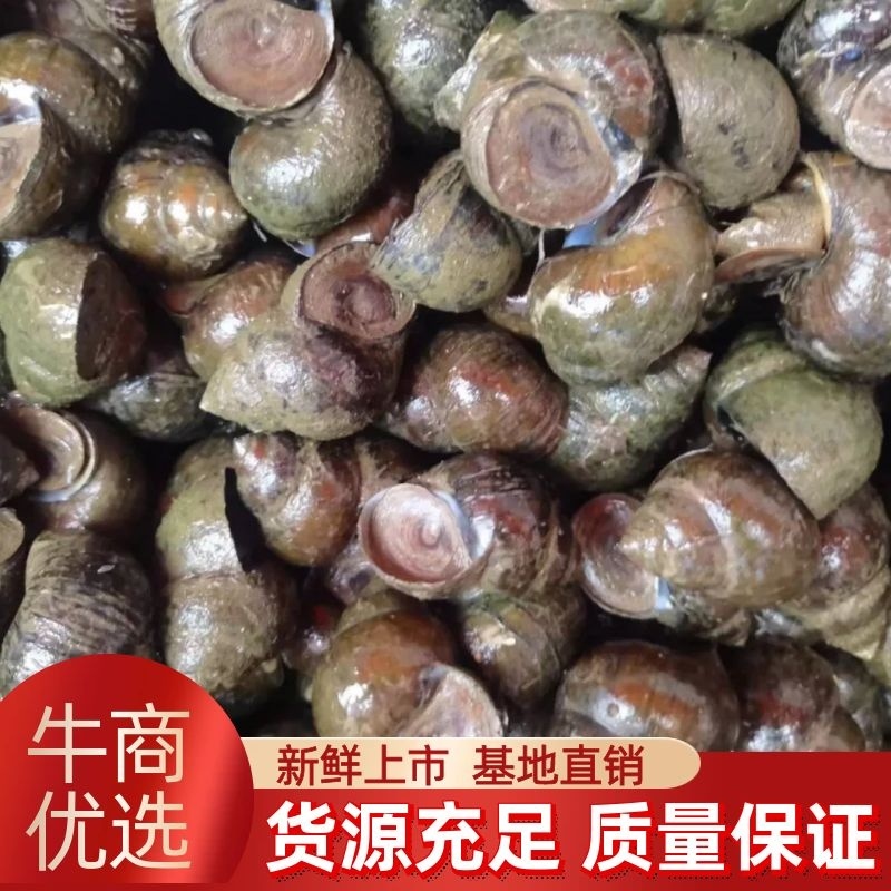 【精品】螺狮湖北米螺大量上市啦一手货源欢迎来电订货～