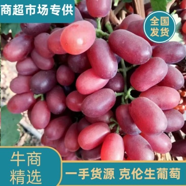 西昌克伦生葡萄，囗感好，货源充足，欢迎老板下单联系我！！