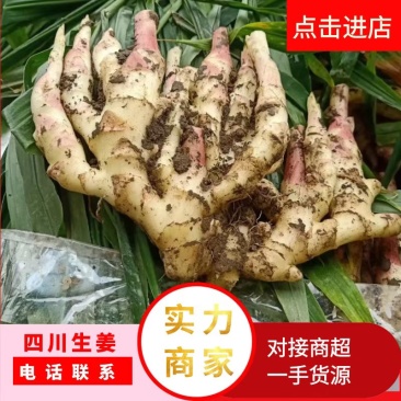 板姜，沟沟姜，入囗化渣，无根茎，品质保证，量大从优！！！