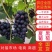 【好货】葡萄精品夏黑葡萄大量供应品质保证欢迎咨询
