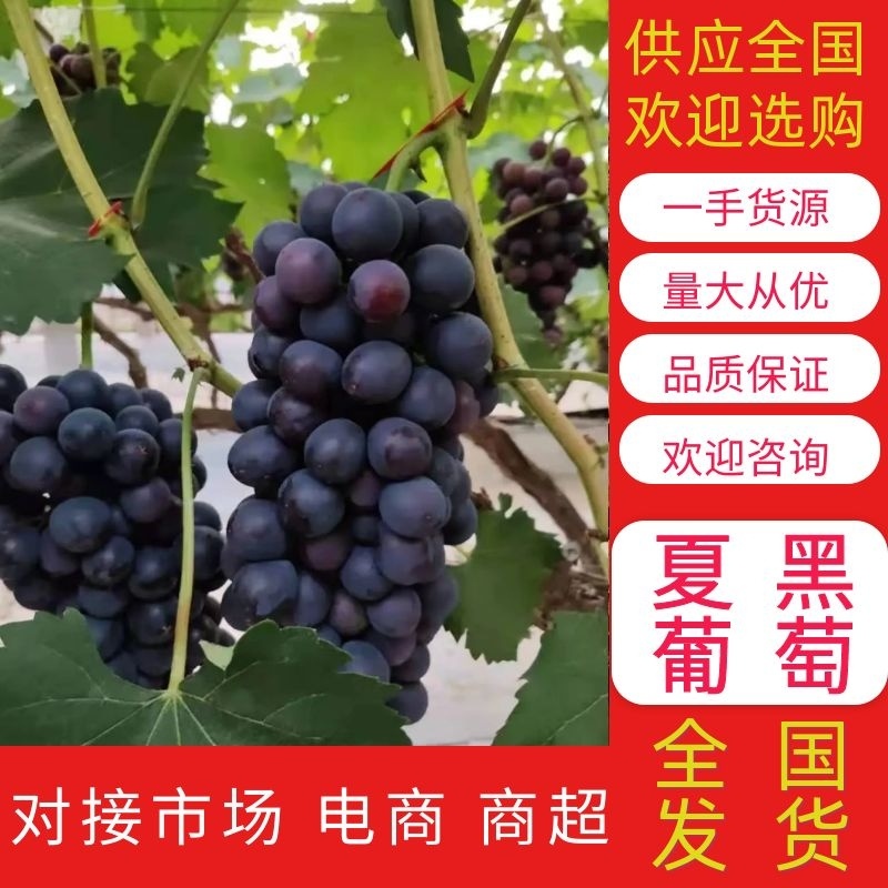 【好货】葡萄精品夏黑葡萄大量供应品质保证欢迎咨询