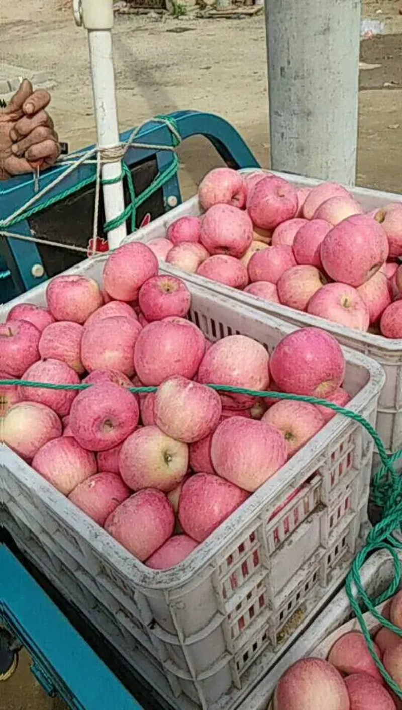 【鲜货推荐】山东苹果，红富士苹果，脆甜精选大果不打蜡