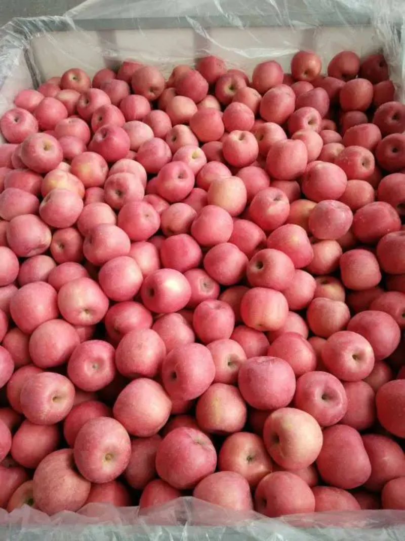 【鲜货推荐】山东苹果，红富士苹果，脆甜精选大果不打蜡