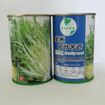 碎叶苦苣种子外叶绿叶花叶脆嫩可口耐寒耐热基地种植