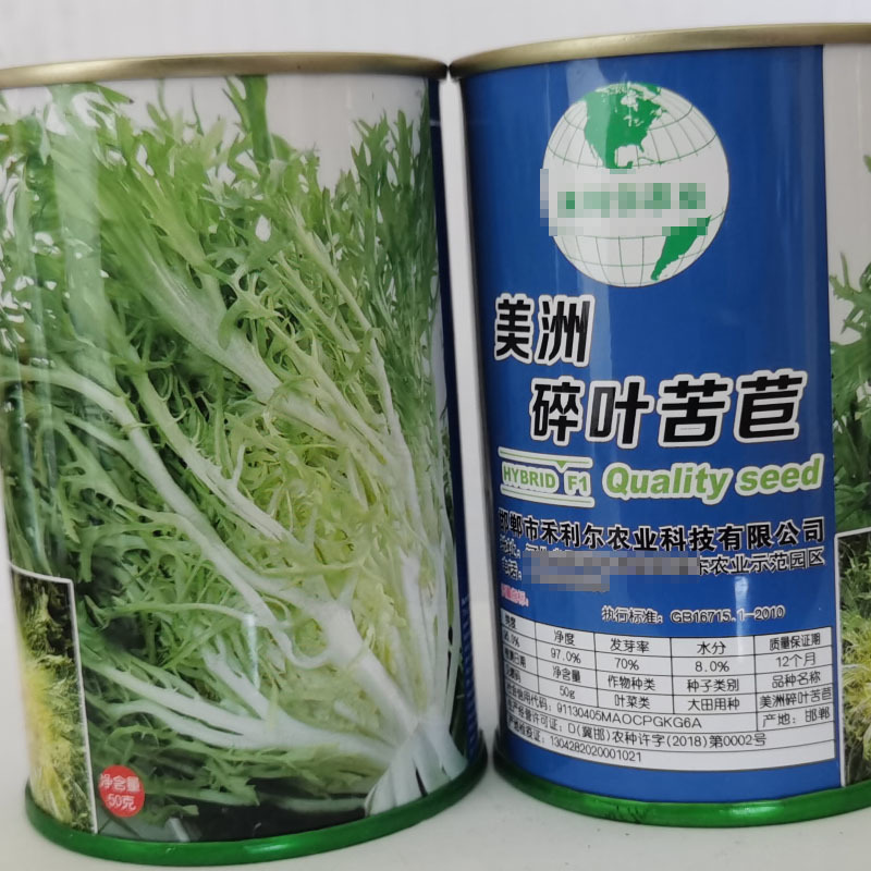 碎叶苦苣种子外叶绿叶花叶脆嫩可口耐寒耐热基地种植