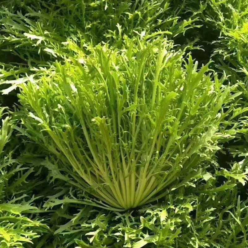 碎叶苦苣种子外叶绿叶花叶脆嫩可口耐寒耐热基地种植