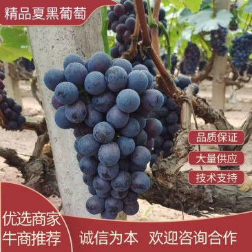 葡萄夏黑葡萄串大色好味甜产地直供大量上市