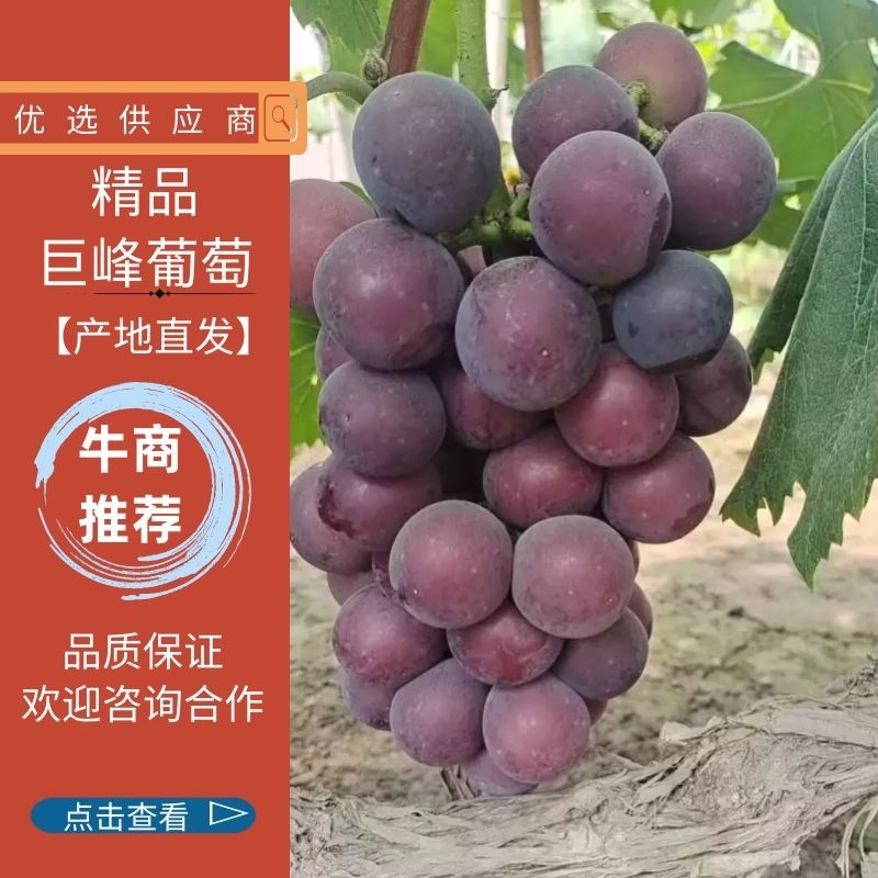 巨峰葡萄大量有货葡萄园直产欢迎来电咨询