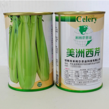 美洲西芹种子中熟长势强耐寒产量高纤维少基地种植