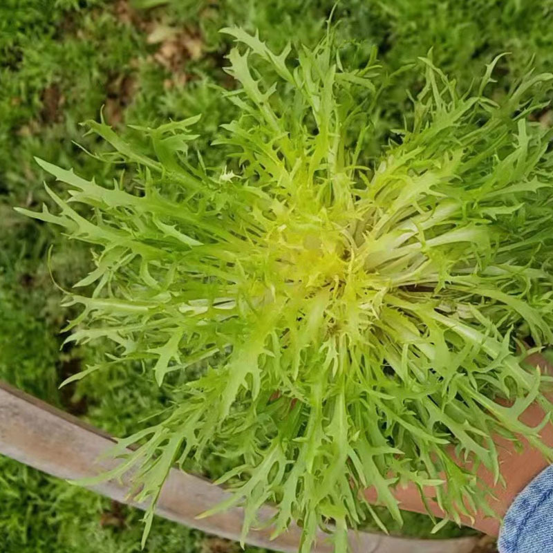 巴硒苦苣种子黄心碎叶小细叶菜籽种苦菜春季菜籽蔬菜种孑