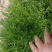 巴硒苦苣种子黄心碎叶小细叶菜籽种苦菜春季菜籽蔬菜种孑