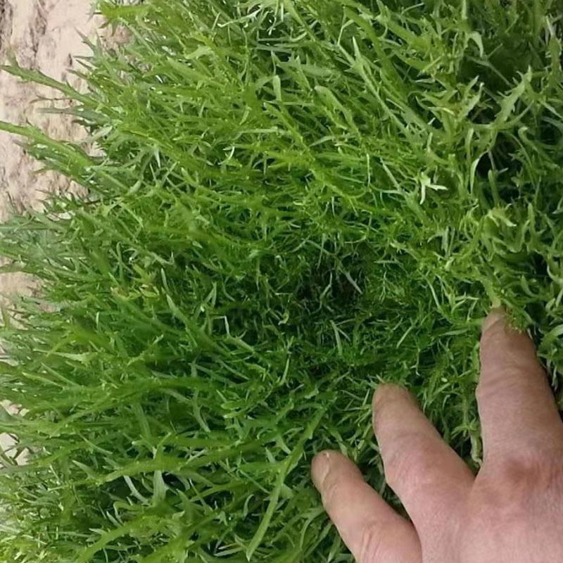 巴硒苦苣种子黄心碎叶小细叶菜籽种苦菜春季菜籽蔬菜种孑