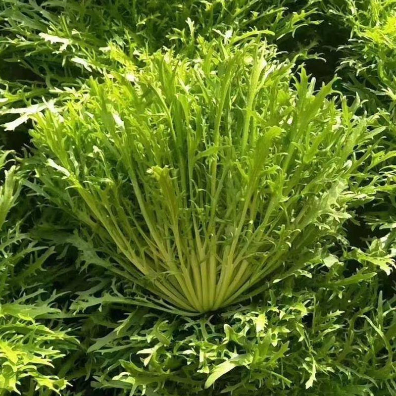 巴硒苦苣种子黄心碎叶小细叶菜籽种苦菜春季菜籽蔬菜种孑