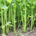 速生小香芹种子早熟生长快味道浓郁绿色蔬菜种子
