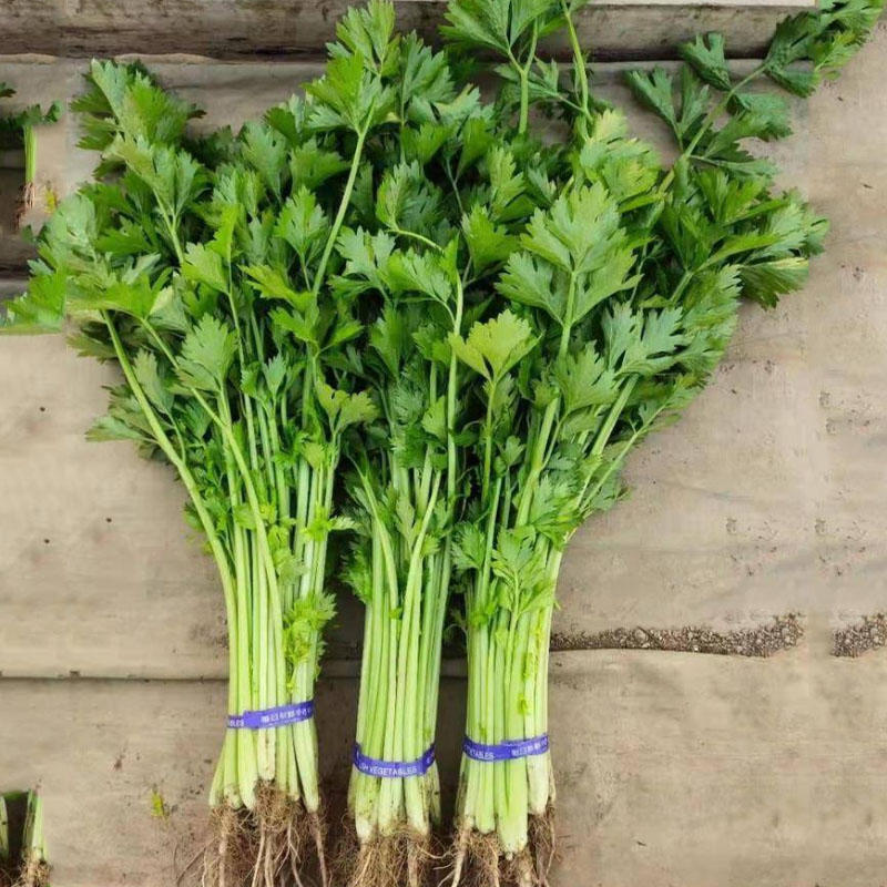 速生小香芹种子早熟生长快味道浓郁绿色蔬菜种子
