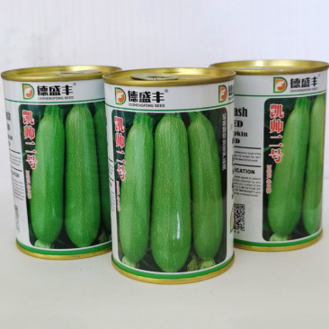 西葫芦种子耐高温油绿型抗病毒高产凯特2号基地品种