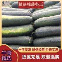 【实力】江苏海安优质大棚独藤冬瓜大量上市中，欢迎新老客户