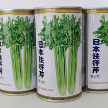 日本铁杆芹种子四季实心芹肉厚纤维少耐热抗寒
