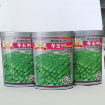 绿皮西葫芦种子冬玉99西葫芦种子早熟抗病占瓜西葫