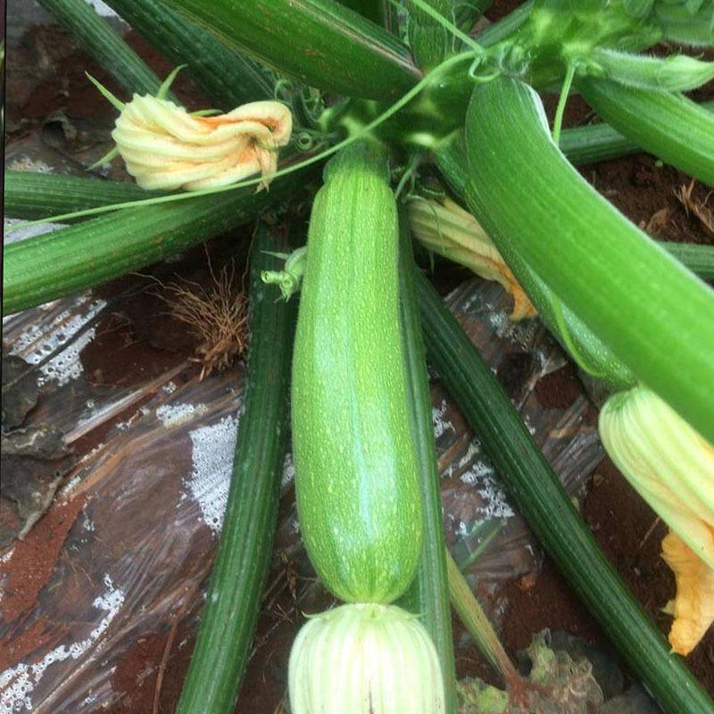 绿皮西葫芦种子冬玉99西葫芦种子早熟抗病占瓜西葫
