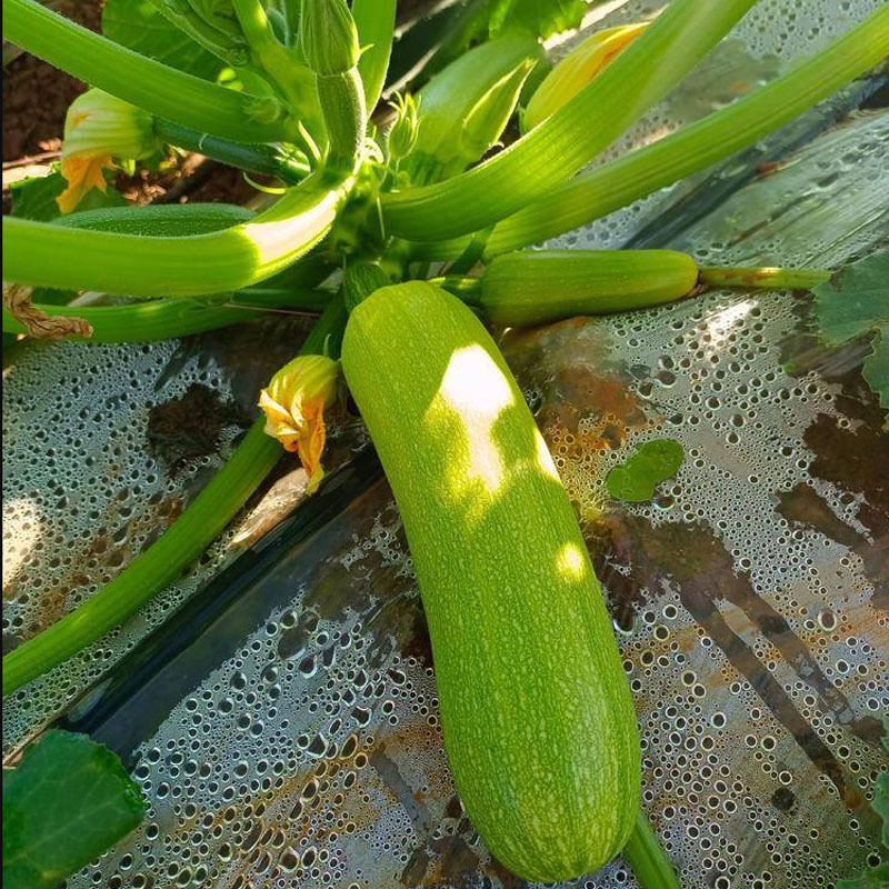 绿皮西葫芦种子冬玉99西葫芦种子早熟抗病占瓜西葫