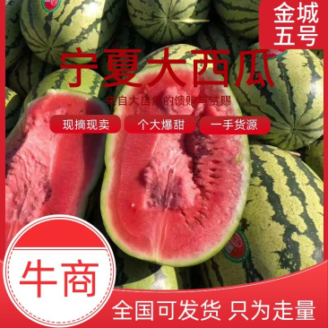 金城五号土地瓜，13糖，价格优惠，个头均匀，皮毛鲜亮