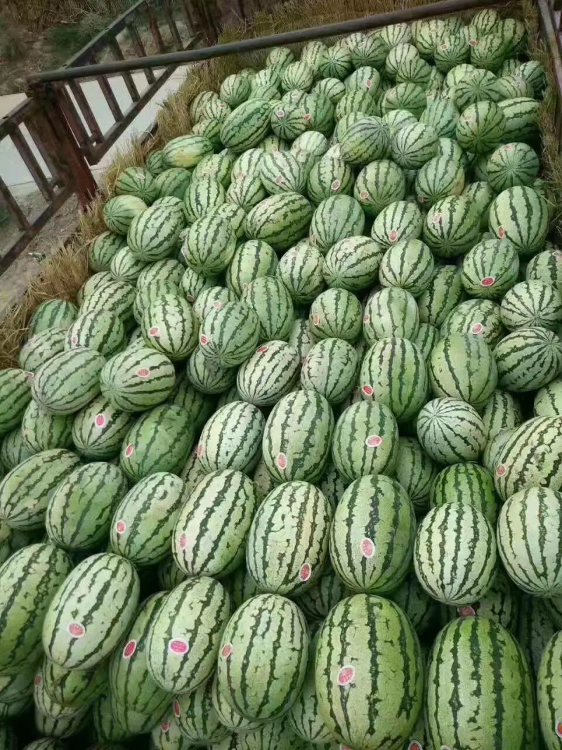 宁夏硒砂瓜，13糖甜度高，找车装货一条龙服务，日供万吨