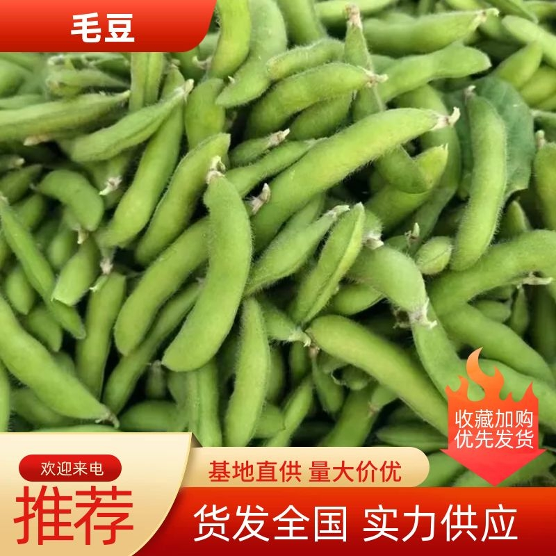 精品毛豆现摘现发全国发货基地直供优质毛豆