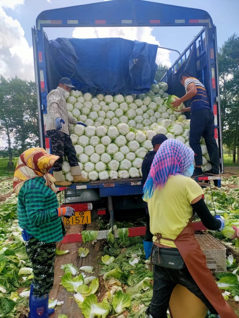 【推荐】河北玲珑黄白菜，一手货源视频看货品质保证以质论价