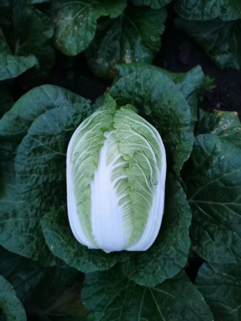 【推荐】河北玲珑黄白菜，一手货源视频看货品质保证以质论价